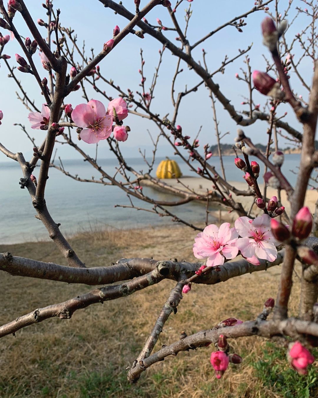 🌿Benesse House Floral News🌿
Enjoy the warmth of the spring sunshine as the almond flowers at Benesse House Park begin to bloom.🌸
🌿ベネッセハウス 花便り🌿
春らしい陽射しが心地よいですね。
ベネッセハウス パークのアーモンドの花が開き始めました。
#benesse #benessehouseonlineshop #benessehouse #ミュージアムグッズ #直島 #naoshima #almondblossoms #アーモンドの花