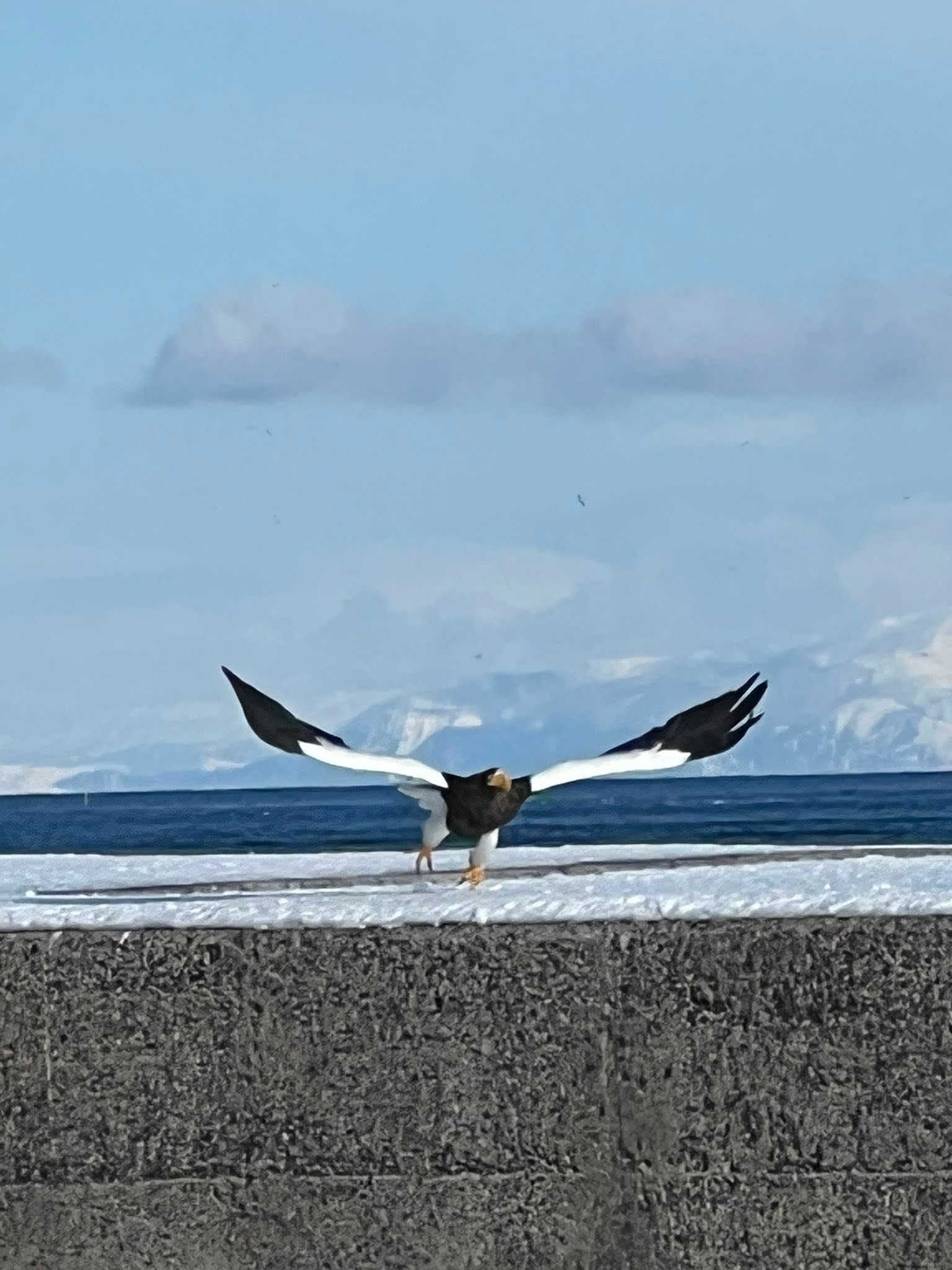 (English below) 快晴の中、国後島が”私一番”はっきり見え、ステソウダラやウニ漁の船を間近に見られ、アザラシ、オオワシやオジロワシも海と山にたくさん!羅臼では、知床らしい風景を満喫できた…だといいな。
Traveling to Rausu, the eastern side of Shiretoko Peninsula, in winter is a challenge. Since the Pass, the shortcut to the eastern side, is closed in winter, we have to make a long detour (2h🚗). And in spite of the long trip, we might not even be able to enjoy in full (depending on weather…and luck?) This time, we were lucky…beautiful wildlife and landscape were all there!!
#kurilislands #shiretoko #eagle #hokkaido #ju202602