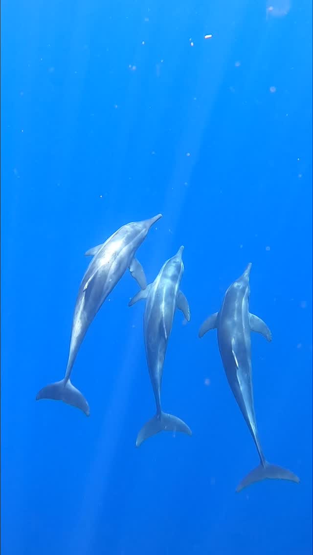 シーマックスダイビングクラブ沖縄公式インスタグラム