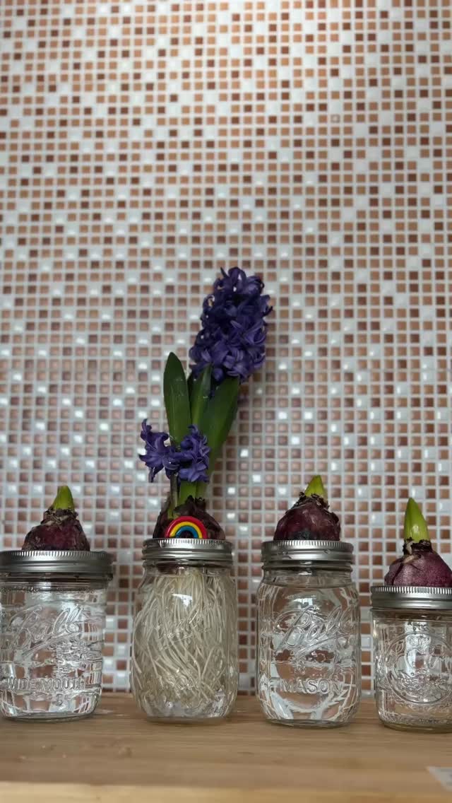 ┈┈
🫙Ball (ボール)メイソンジャー🫙
いつもご覧いただき、あ... (Video)