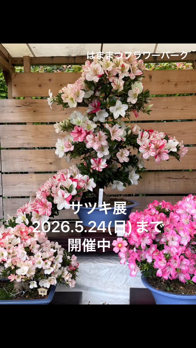 【お知らせ】サツキ展を5/24(日)まで開催中!場所は、はままつフラワーパーク内展示プラ...