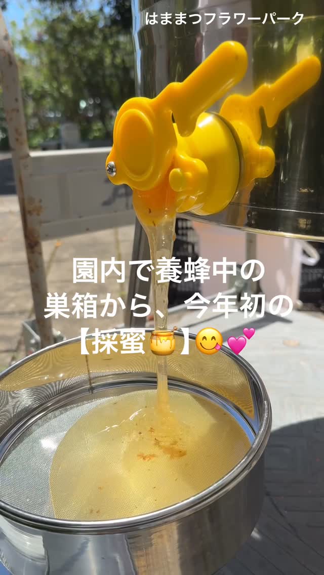 2021年から始めた養蜂も、今年で6年目になりました🍯🐝✨今日6/1は今年初めての採蜜を...
