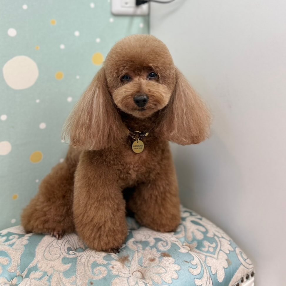 華子ちゃん♡
いつも可愛い華子ちゃん😍
少しクールな一面もありますが実は甘えたさんなかわいい華子ちゃんです☺️✨
.
.
*point
お肌にデリケートな子でも安心シャンプー&ファーメイクリンス.
.
.
ご来店ありがとうございます!
.
.
京都市上京区千本今出川上ル上善寺町110
☎0753666360
.
.
#プードル
#トリミング
#サロン
#トリミングサロン
#高齢犬
#dogplacekiki
#西陣
#ドッグプレイスキキ
#kiki
#キキ
#犬
#dog
#トリマー
#ふわふわ
#ファーメイク
#リンス
#kikifriend's
#募集中
#遊びにおいで