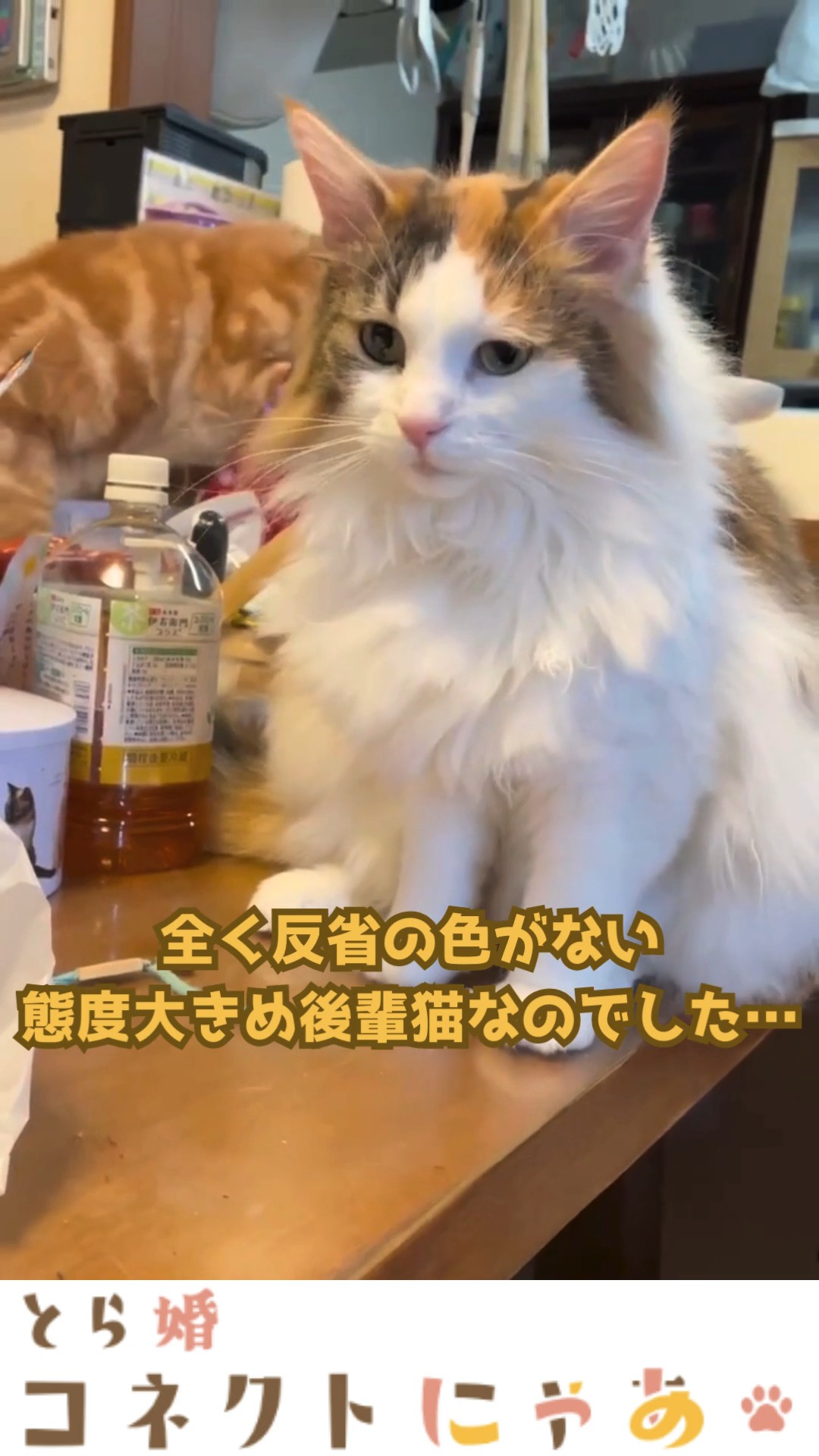 首輪が外れることが増えたと思ったら...?
笑撃映像を最後までチェック✔
.
当アカウントでは、
・猫ちゃんの癒し動画
・猫ちゃんの豆知識
・猫を飼う方の婚活情報
などを発信中です✨
.
他の投稿はこちら🐈
▶▷ @toracon_connect_nya1003 ◁◀
とら婚コネクトにゃあは、猫好きさんのための結婚相談所!
毎日個別相談会を実施中です💕
詳しくはプロフィール欄のURLからHPをご覧ください😊
#猫好きさんと繋がりたい #猫のいる生活 #にゃんすたぐらむ