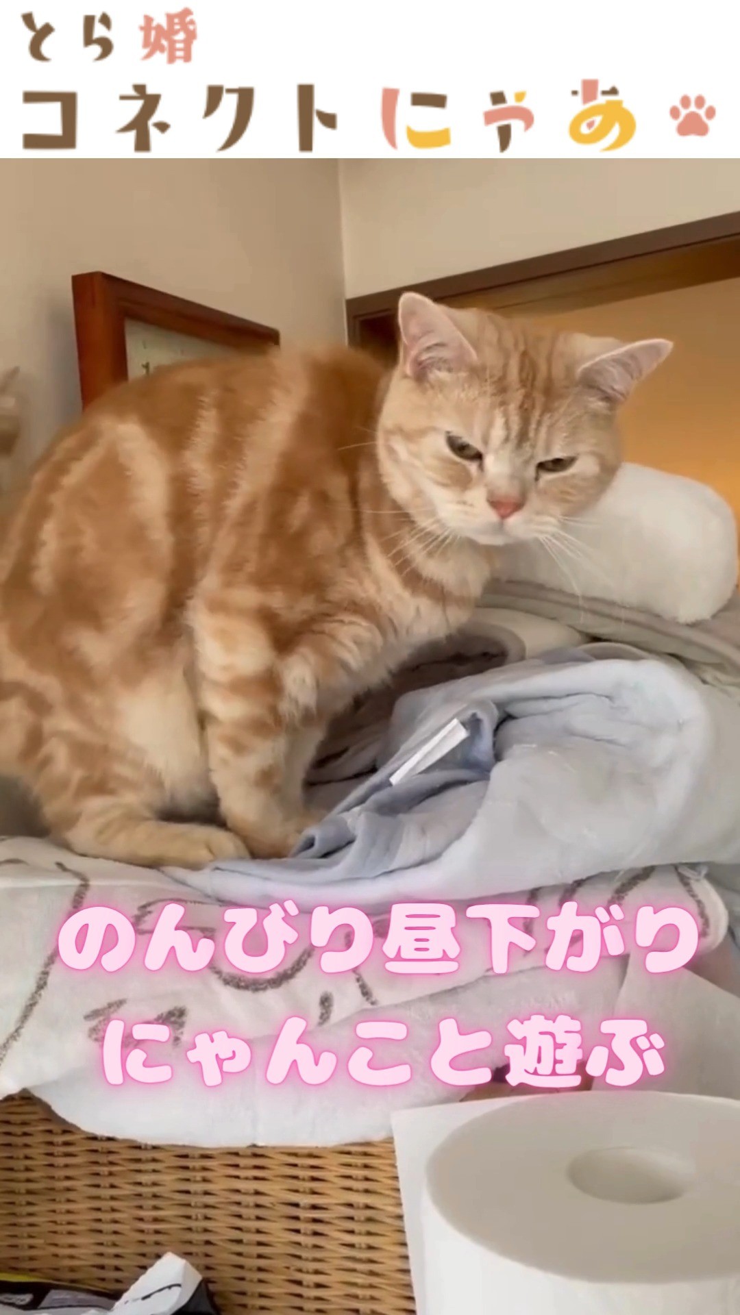 昼下がりのにゃんこをおすそ分け
ゆるっと癒し映像を最後までチェック✔
.
当アカウントでは、
・猫ちゃんの癒し動画
・猫ちゃんの豆知識
・猫を飼う方の婚活情報
などを発信中です✨
.
他の投稿はこちら🐈
▶▷ @toracon_connect_nya1003 ◁◀
とら婚コネクトにゃあは、猫好きさんのための結婚相談所!
毎日個別相談会を実施中です💕
詳しくはプロフィール欄のURLからHPをご覧ください😊
#猫好きさんと繋がりたい #猫すたぐらむ #にゃんこのいる生活