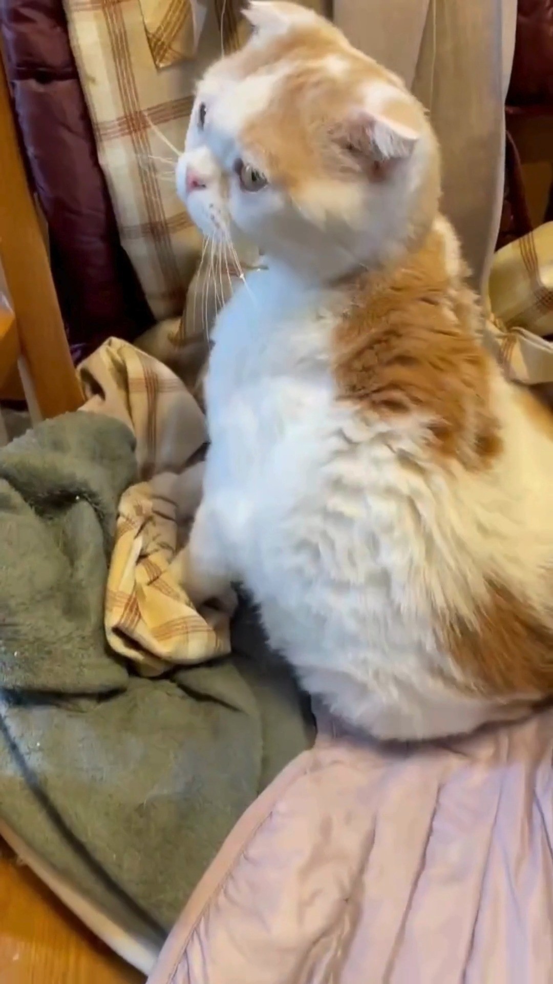 .
今回は短めリール😸
ぜひ最後まで見てみてね!
.
当アカウントでは、
・猫ちゃんの癒し動画
・猫ちゃんの豆知識
・猫を飼う方の婚活情報
などを発信中です✨
.
他の投稿はこちら🐈
▶▷ @toracon_connect_nya1003 ◁◀
とら婚コネクトにゃあは、猫好きさんのための結婚相談所!
毎日個別相談会を実施中です💕
詳しくはプロフィール欄のURLからHPをご覧ください😊
#猫好きさんと繋がりたい #猫のいる生活 #にゃんすたぐらむ