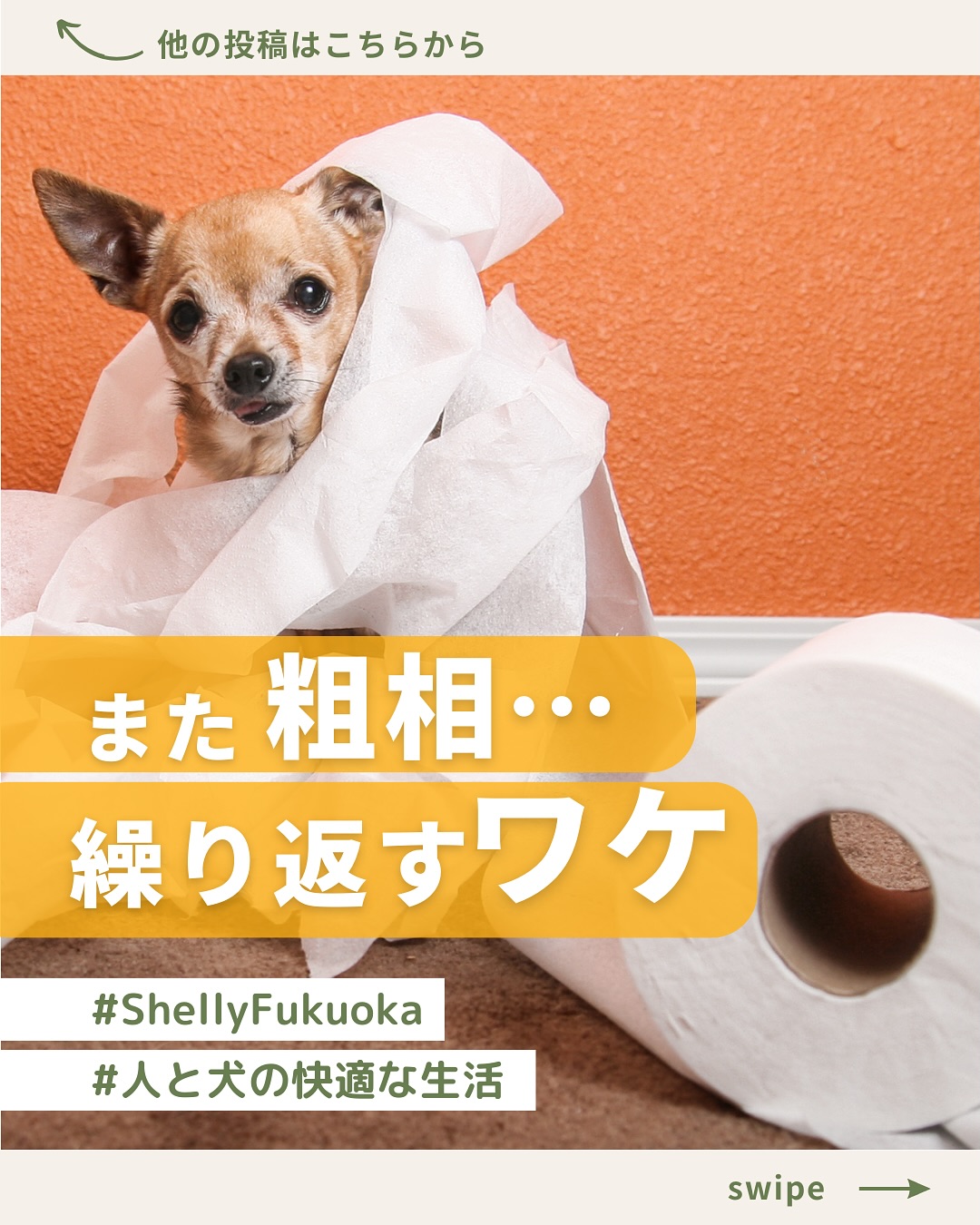 トイレの失敗増えてイライラしてませんか?
【フォローはここから▶ ︎ @shelly_fukuoka2 】
「最近トイレの失敗が増えたな…」
そんな時、実はそれ【犬からのSOS】かもしれません。
粗相の原因は👇
① ストレス(環境の変化)
② 健康トラブル
③ ルールの混乱
さらに注意したいのが「粗相を叱ること」⚠️
犬は“トイレをしたこと自体”
を怒られたと勘違いし、
ますます隠れた場所でしてしまうことがあります。
失敗した時はわんちゃんと戯れることなく
淡々と片付けて、環境やルールを整えることが
改善への近道です✨
大切なのは、叱るのではなく
【原因にアプローチすること】
わんちゃん達と接する時に必要な意識は
「なぜその行動をとったのか?」
もちろん本能などの理由もありますが
では、本能が働いてしまったキッカケは何だったのか?
そうやって根本的な原因を突き止めることで
わんちゃん達の行動を修正し
お互いが過ごしやすい環境に整えていくことが
できると思っています。
家族にもシェアして、情報を共有しましょう!
⢀⢄༶⢀⢄༶⢀⢄༶⢀⢄༶⢀⢄༶⢀⢄༶⢀⢄༶⢀⢄༶⢀ ⢀⢄༶⢀⢄༶⢀⢄༶
いぬのケアハウス シェリーFukuokaでは
☆お預かり(短時間〜長期まで)保育園・介護
☆シャンプー&トリミング
☆しつけ個別相談、しつけ教室
☆パピーパーティ(パピー交流会)※不定期
を提供しております!
※サービスご利用には
ご予約を必ずお願いしております。
初回は環境に慣れていただくため
短時間や、日帰りステイをオススメしております♪
【フォローはここから▶ ︎ @shelly_fukuoka2 】
事前にご連絡頂ければ
室内をご見学する事も可能です🐶
お問い合わせは、
InstagramのDM、公式LINE、ホームページより
お願い致します✉️🕊𓂃𓈒 𓂂𓏸
Instagram ▶︎▷▶ 「問い合わせ」とDM✉ ͗ ͗
公式LINE ▶︎▷▶ プロフィールのハイライトから♪
ホームページ▶︎▷▶ プロフィールのリンクから!
⢀⢄༶⢀⢄༶⢀⢄༶⢀⢄༶⢀⢄༶⢀⢄༶⢀⢄༶⢀⢄༶⢀ ⢀⢄༶⢀⢄༶⢀⢄༶
◾︎店舗情報
店舗名: いぬのケアハウス シェリーふくおか
住所 : 福岡県糟屋郡新宮町原上1733−1
#いぬのケアハウス #ペットホテル #犬の保育園
#老犬介護 #しつけ #トリミング
#ケージレス #24時間スタッフ常駐
#犬のいる暮らし #老犬との暮らし