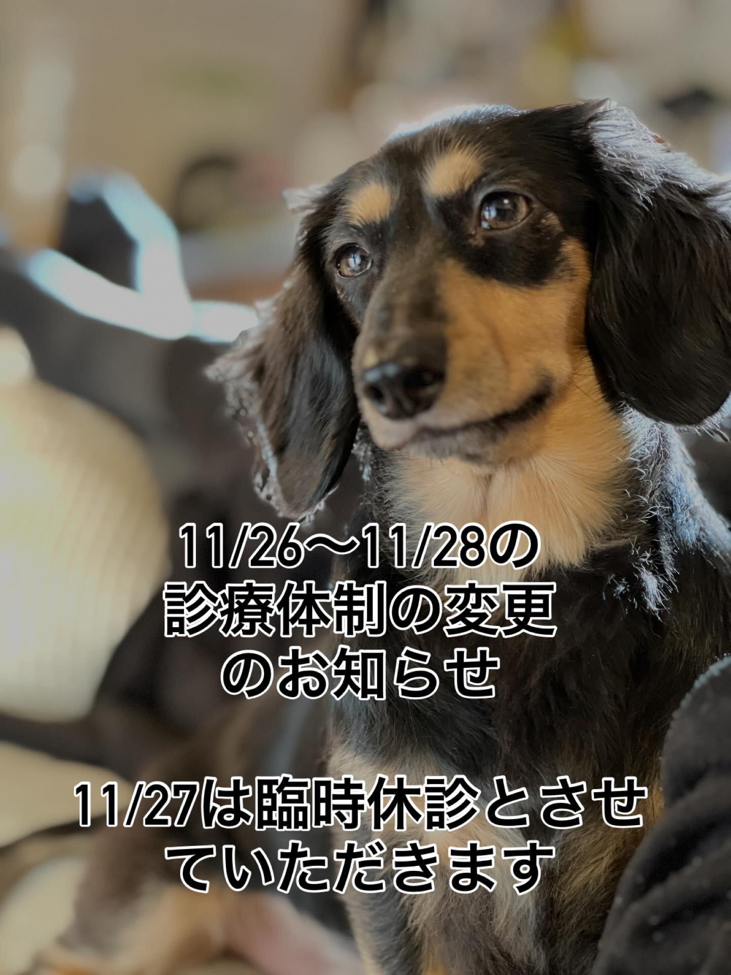 院長の体調不良が続いているため、11/26〜28は以下のように変更します。11/26(水) 対応は獣医師の青木のみ、午後の受付は17時まで(待ち時間が長くなる可能性がありますのでご了承ください)11/27(木) 獣医師不在のため臨時休診とさせていただきます。11/28(金) 対応は獣医師の青木のみ、午後の受付は17時まで(待ち時間が長くなる可能性がありますのでご了承ください)11/29(土)より通常診察の予定となっております。変更などがありましたらお知らせいたします。 - 2025年11月25日 miyagawa_ah.niigata Instagram