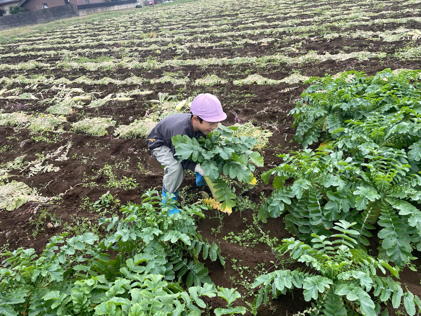 毎年お世話になっている農家さんに
今年も大根の収穫体験をさせて頂きました(^○^)
自分の背丈くらいある大根を
力一杯抜いていました!!!
美味しくいただきました(^^)
#収穫体験#大根掘り#かっぱ大根#保育園#peek-A-boo