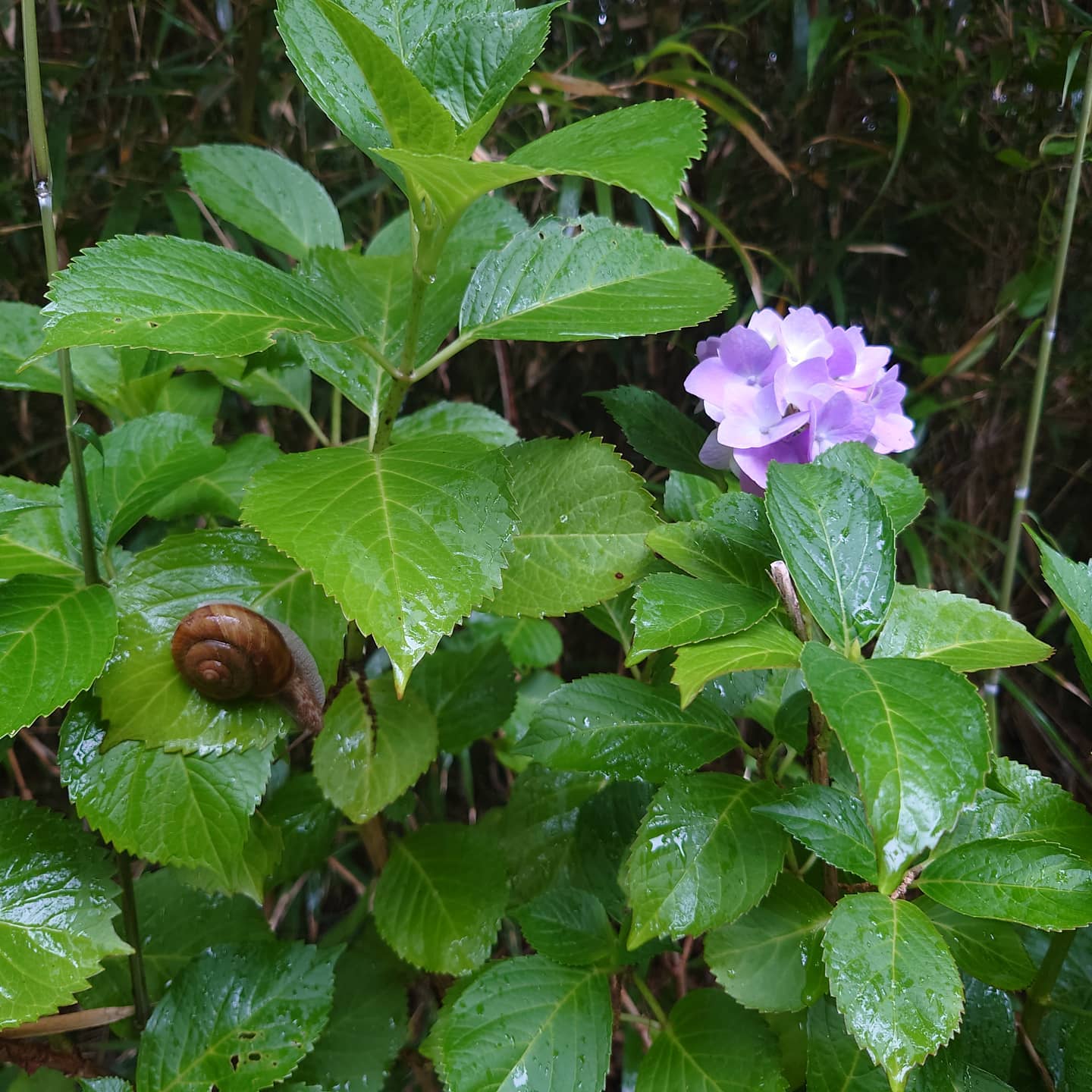 雨のウォーキングでみつけました、