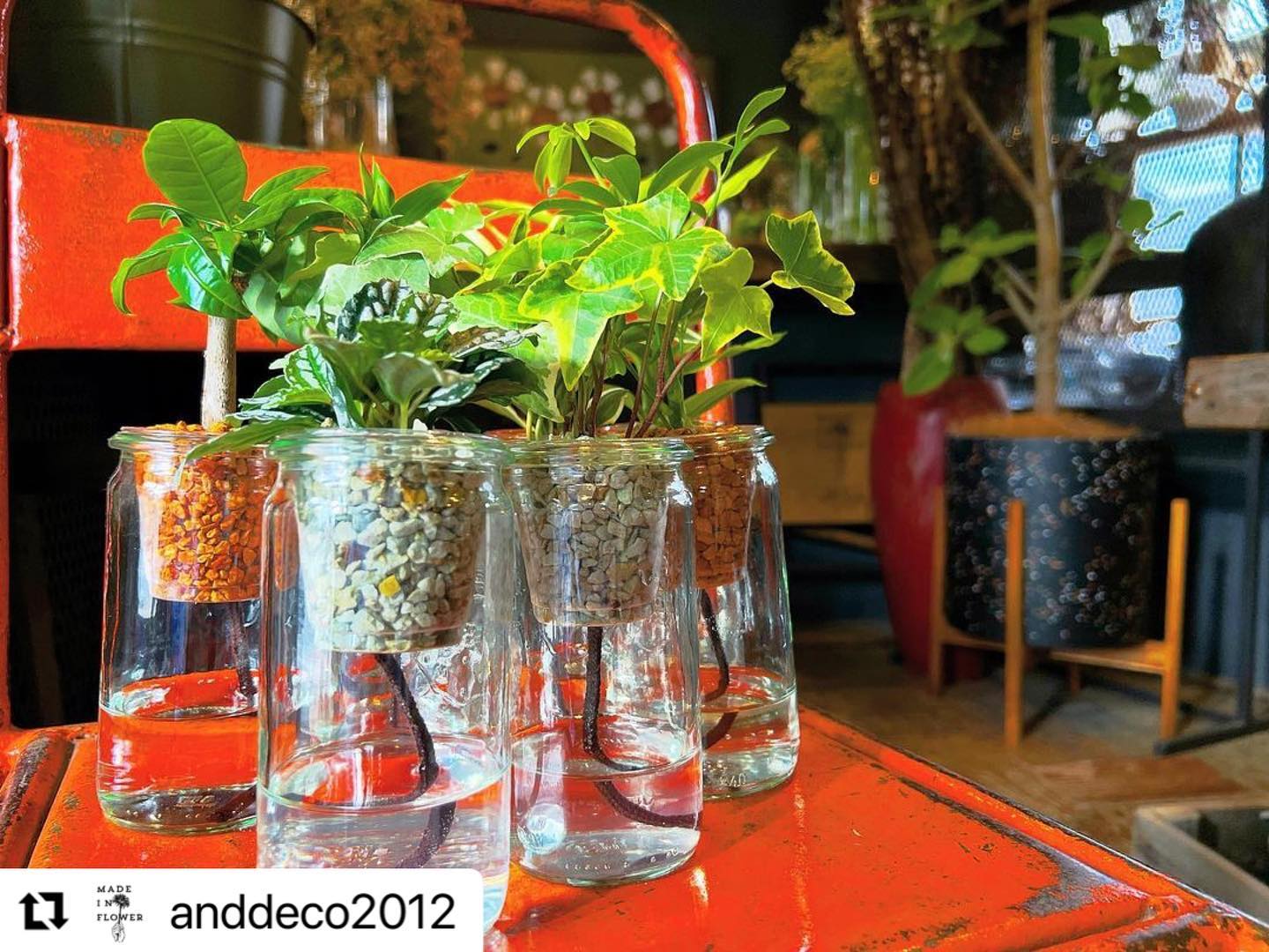 涼しげで、どこか懐かしい薄緑色のガラス瓶「WECK」を使用した水耕観葉植物。日当たりの良いリビングテーブルやキッチンのコンパクトスペースでスクスクと成長する姿をお楽しみ頂けますよ。#weck #観葉植物 #観葉植物のある暮らし #観葉植物インテリア #ガラス瓶 #ガラス瓶が好き #ガラス瓶アレンジ #flowershop #flowervase #花瓶 #花のある暮らし#花束 #flowerarrangement#present #インテリア #インテリア雑貨 #flowershop #富山市 #富山花屋#haveagoodday #anddeco#贈り物 #富山インテリア #富山インテリア雑貨 #富山市 #富山市フラワーショップ #グリーンインテリア #グリーンインテリアのある暮らし #ビンテージ家具が似合う家 #ビンテージ家具のある暮らし