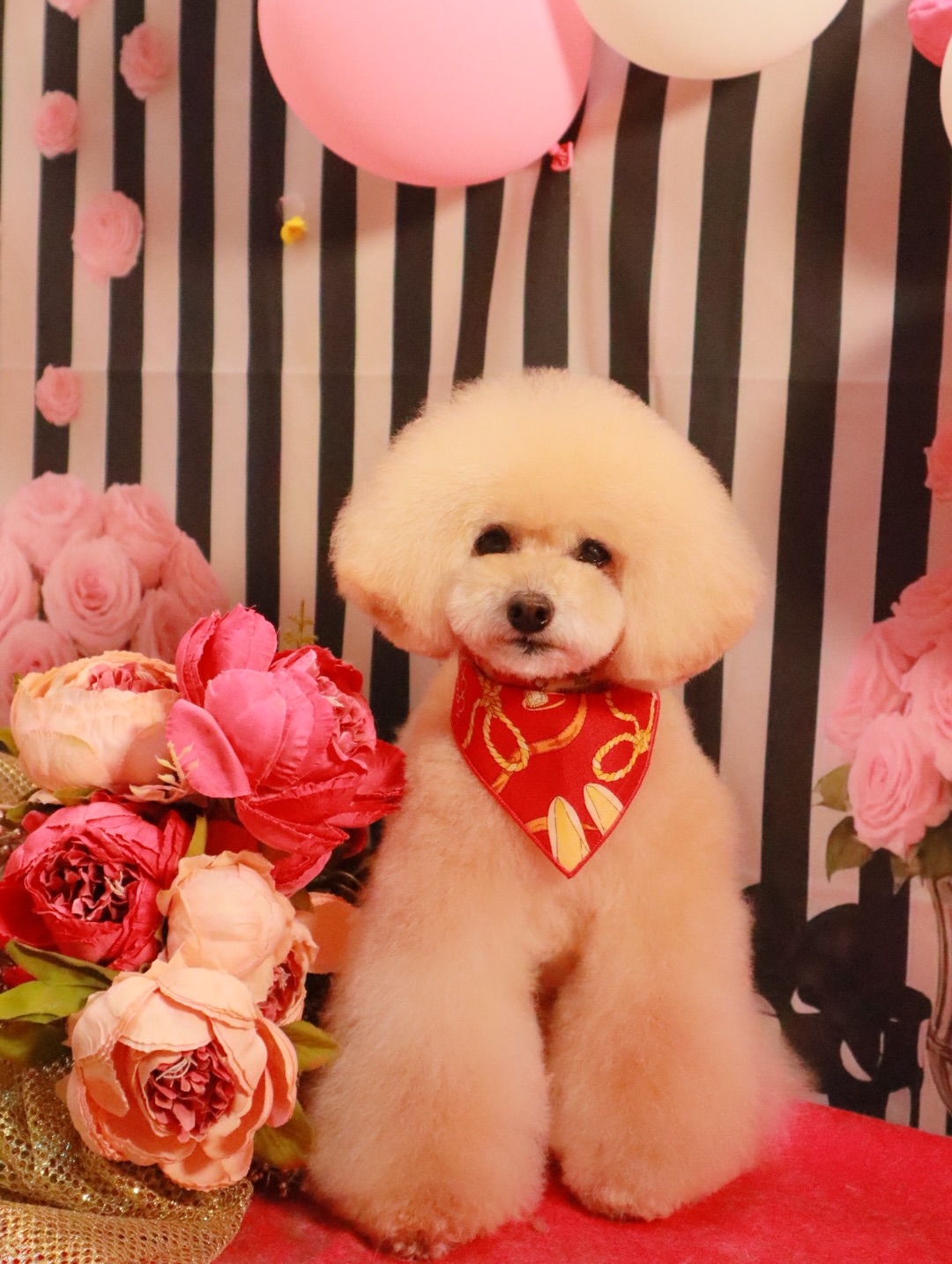 イブちゃん♡メイちゃん♡カムちゃん♡
いつもありがとうございます😍💖
#salondegigi
#instadog
#doglover
#kyotowithdog
#dogstagram
trimming
dogstylist
いぬのきもち
いぬすたぐらむ
犬のいる暮らし
犬好きさんと繋がりたい
わんこなしでは生きていけません会
いぬバカ部
愛犬
京都トリミング
京都トリミングサロン
隠れ家サロン