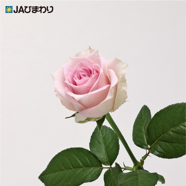 【卒業・送別シーズンに贈りたいバラ特集②】
🌹🌹**「リメンブランス」**🌹🌹
やわらかなピンクが優しく広がるバラ「リメンブランス」。
名前の由来は “Remembrance” ― 思い出・記憶。
卒業式や送別会など、
大切な人との思い出を振り返りながら
新しい門出を祝う季節にぴったりのバラです。
感謝の気持ちや、これからのエールを込めた花束に。
優しい色合いが、特別な瞬間をそっと彩ります。
春の贈り物におすすめの一輪です🌹
#JAひまわり
#JAひまわりバラ部会
#バラ
#リメンブランス
#卒業式の花