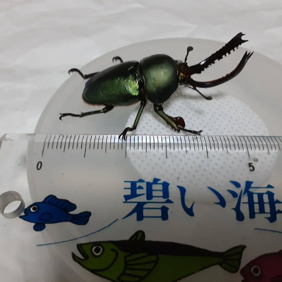 パプアキンイロクワガタ大型個体!50オーバーと錯覚しそうですが実際には50㎜ありません💦 #パプアキンイロクワガタ