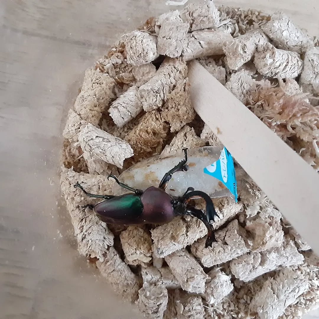 マジョーラカラーのパプアキンイロクワガタ羽化しました!#パプアキンイロクワガタ