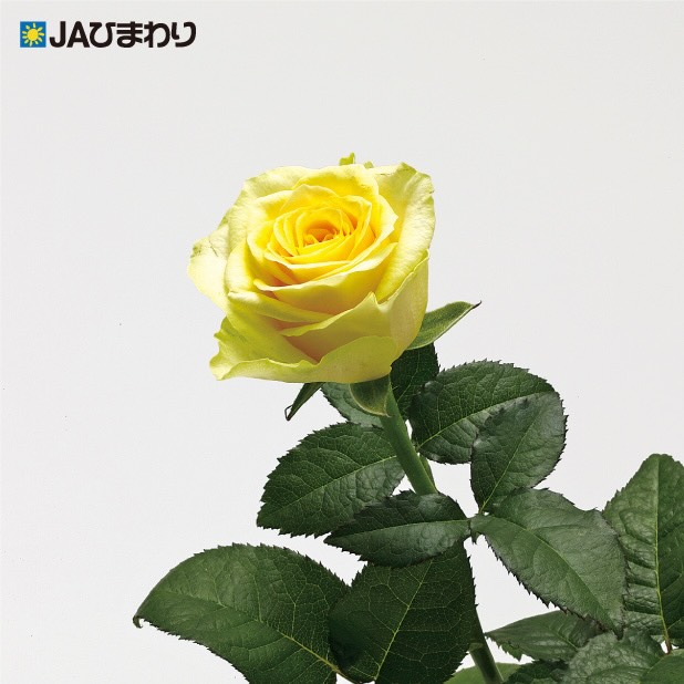 【卒業・送別シーズンに贈りたいバラ特集④】
🌹🌹**「イリオス!」**🌹🌹
明るくあたたかみのある
イエローが印象的なバラ「イリオス!」。
やさしい光のような花色は、
門出を迎える季節の花束にもぴったりです💐
卒業や送別など、
「これからも頑張ってね」
「新しい道を応援しています」
そんな前向きな気持ちを込めて贈りたい一輪。
春の贈り物におすすめのバラです✨
#バラ
#イリオス
#JAひまわりバラ部会
#卒業式の花束
#送別会の花束