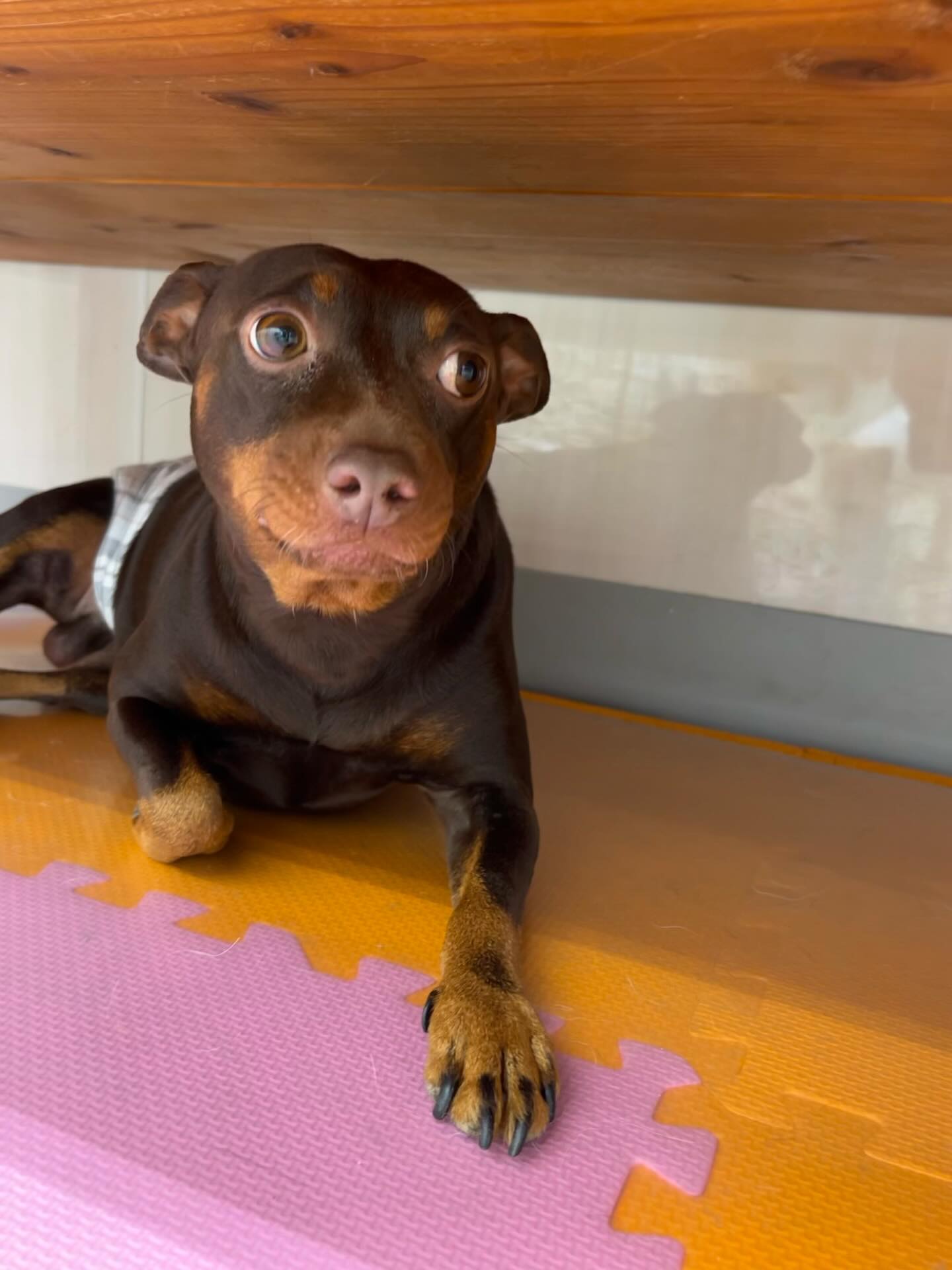 とらのすけちゃん🐶
リーウちゃんが気に入ったみたいで遊びに誘ったりしていました😄
小乃輔ちゃんとおしゃべりしていました☺️
🐾🐶愛犬のお悩みご相談ください🐶🐾
@kenkohmura_official
↑フォロー待ってます↑
〒955-0091 新潟県三条市上須頃大割428−1
☎︎ 0256-35-2571
✉️ info@kenkohmura.jp
HP: https://kenkohmura.jp
LINE: https://lin.ee/7LIz5sb
#犬幸村#犬の幼稚園 #吠える噛む #犬のしつけ #トイレ
ミックス犬 ミックス犬かわいい ミックス犬大好き