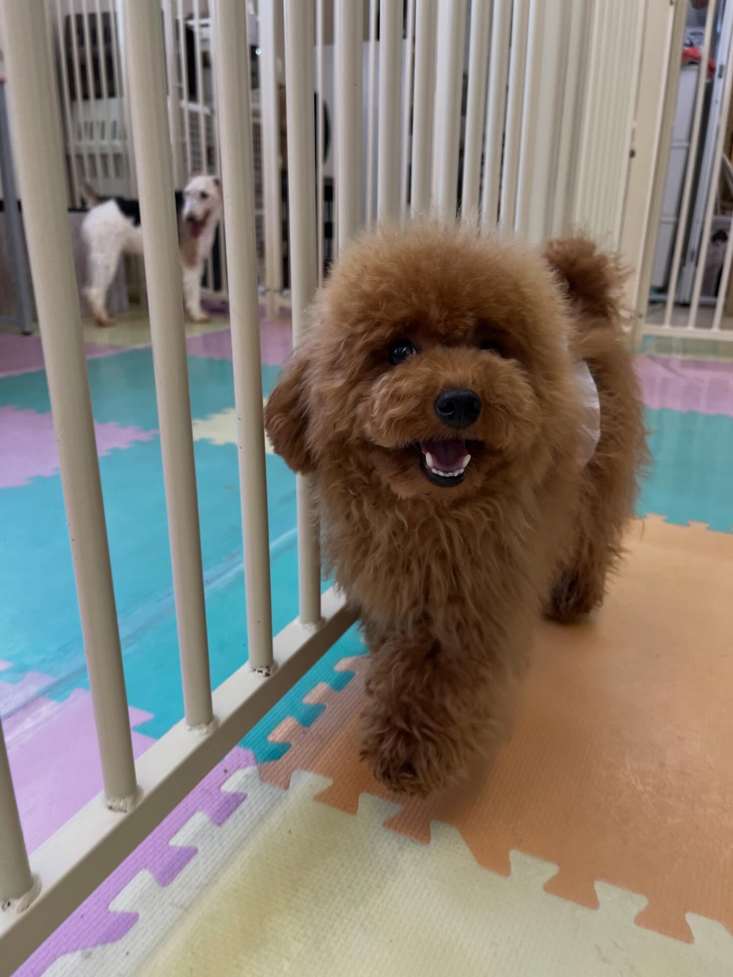 ププちゃん🐶
カットされて可愛くなりました✂️
お手入れやお散歩トレーニング頑張っていました👏
🐾🐶愛犬のお悩みご相談ください🐶🐾
@kenkohmura_official
↑フォロー待ってます↑
〒955-0091 新潟県三条市上須頃大割428−1
☎︎ 0256-35-2571
✉️ info@kenkohmura.jp
HP: https://kenkohmura.jp
LINE: https://lin.ee/7LIz5sb
#犬幸村#犬の幼稚園 #吠える噛む #犬のしつけ #トイレ
トイプードル トイプードル可愛いトイプードル大好き