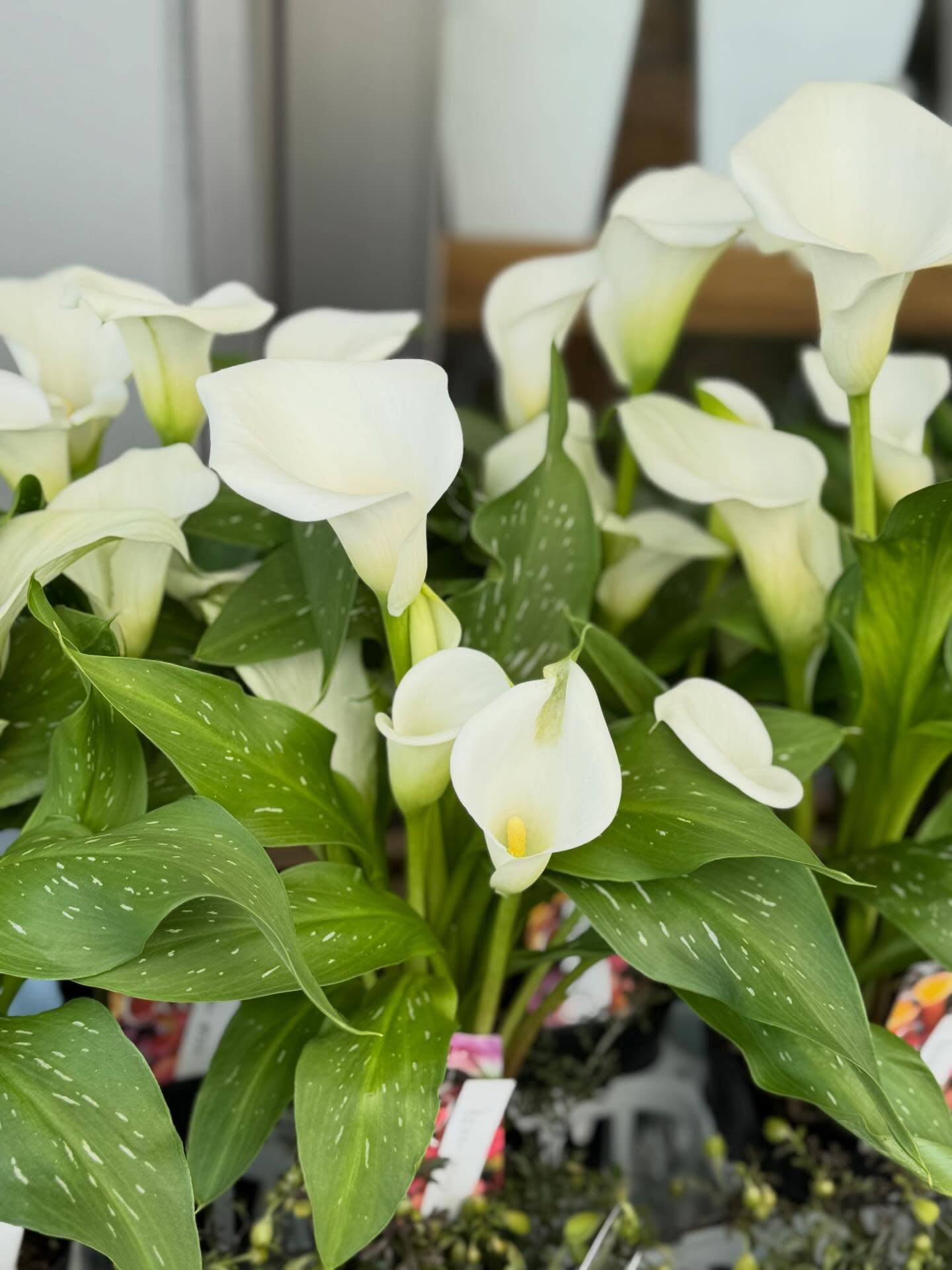 さわやかな白やブルーの花色集めました🤍🩵#カラー#デルフィニ・・・