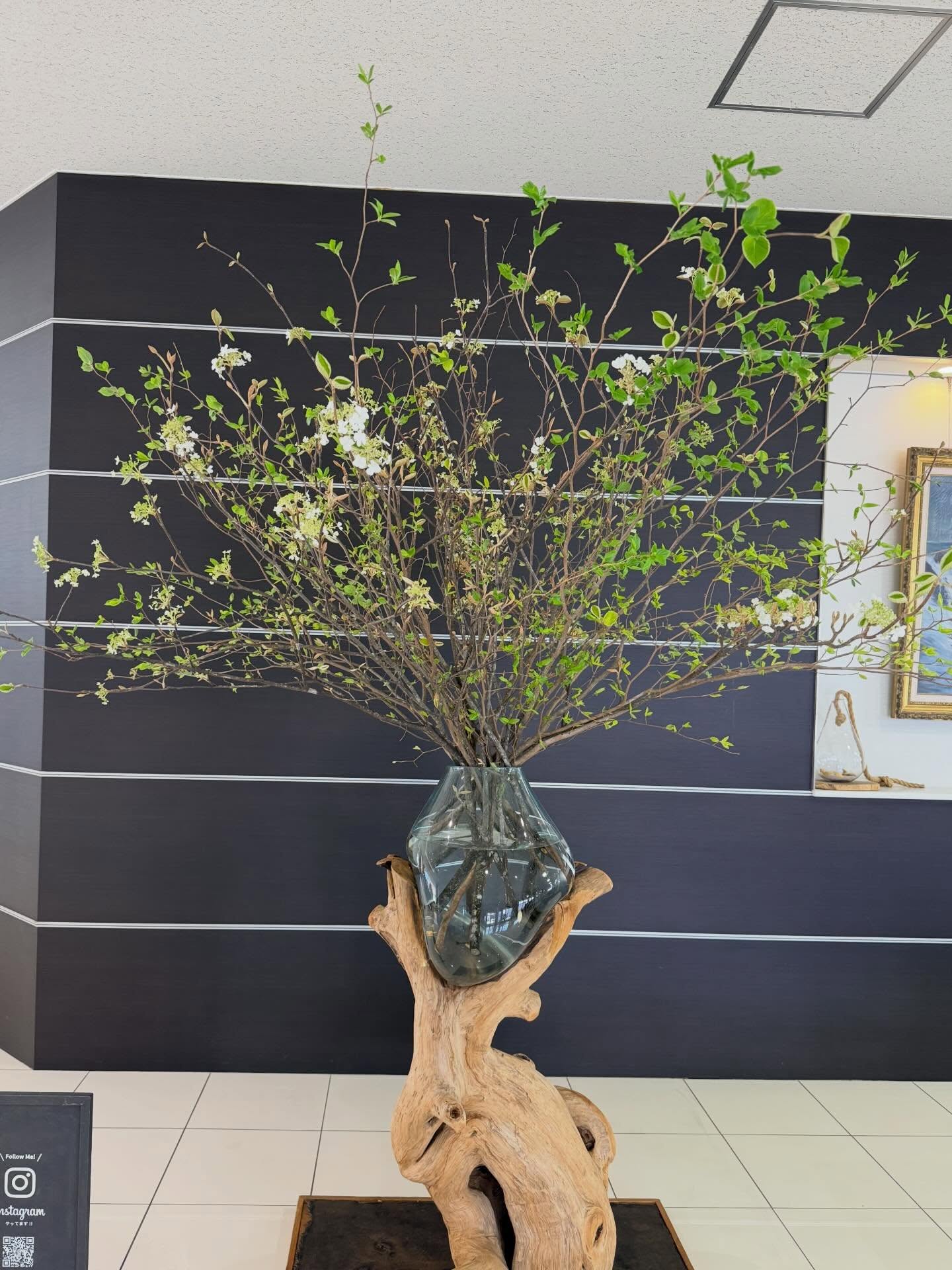 今週のWelcome Green🌿⭐︎夏ツバキ⭐︎ムスカリ@toyota_soty #anddeco#haveagoodday#株式会社緑尊#富山市#観葉植物屋内植物造園工事