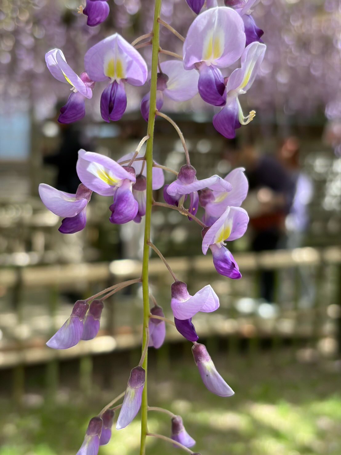 ・
スタッフと大人の遠足。
・
・
今見頃 磐田市池田の長藤に
行ってきました。
・
・
香りが良い~
目で癒され
鼻も癒される。
・
・
赤藤、白藤にも出逢えて🤍
・
・
・
ステキな時間を過ごすことが出来ました!
・
・
皆さまも是非!
磐田市池田 熊野の長藤へ
・
・
・
#いいわたし
#磐田市#熊野の長藤
#グリーンハートヤマムラ
#大人の遠足