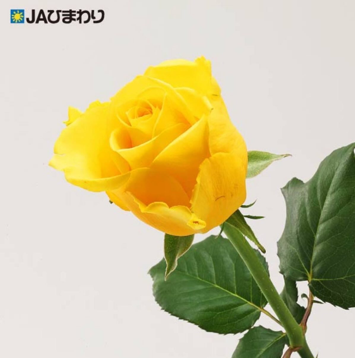 【母の日に贈りたいバラ特集④】
🌹🌹「パルマレス」🌹🌹
母の日に、元気と笑顔を届けるバラ
「パルマレス」
鮮やかなイエローが印象的なパルマレスは、見ているだけで心が明るくなる一輪。
太陽のようなあたたかさを感じる色合いは、「ありがとう」の気持ちをまっすぐに伝えてくれます。
優しく包み込むような花形と、フレッシュで華やかな存在感は花束の主役にもぴったり。
お母さんへ、感謝とともに明るい気持ちを贈りませんか?
#母の日 #バラ #パルマレス #JAひまわり#フラワーギフト