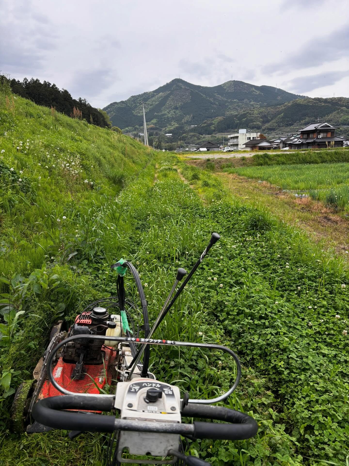 🌱
今年度の草刈りシーズン始まりましたね!!
地域のでごと(溝掃除)&草刈りweek🌱!!
今年初めて溝掃除行ってみて・・・溝に土あるある🥹
いつも頑張ってくれている職員のみんなに感謝しかないです😭
いつもお世話になってる地域のおっちゃん、
いつものように「みんないるか〜?」
と事務所に🥰
何事かな?と思ったら
ある場所の、広いどはの草刈りをしたことを
とっても喜んでくれて、飛んで来られたみたい✊
こんなに喜んでもらえるなんて職員も暑い中頑張ってくれて報われる😊✊
そんな交流があるから、この町での農業は楽しい🥰
#地域活動 #草刈り #ノムランド #感謝の連鎖 #愛媛