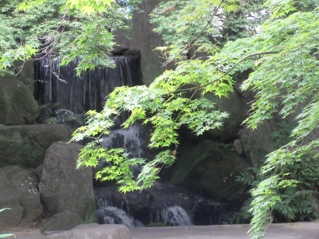 *
「梅雨のはしり」
今日は曇り空、少し雨が降り、蒸しましたね…
皆さま、おかわりございませんか…
庭園では、紫陽花のツボミやトサミズキのとげとげの実が見られます。
茶室には、ヤマアジサイの花。コバノズイナとホタルブクロが入りました。
新緑の中で滝の音が心地よいです…
これから梅雨に入ります…
どうぞお身体ご自愛下さい
…楽水園より
#楽水園
#rakusuien
#福岡観光
#日本庭園
#JapaneseGarden
#茶室
#都会のオアシス
#博多
#住吉