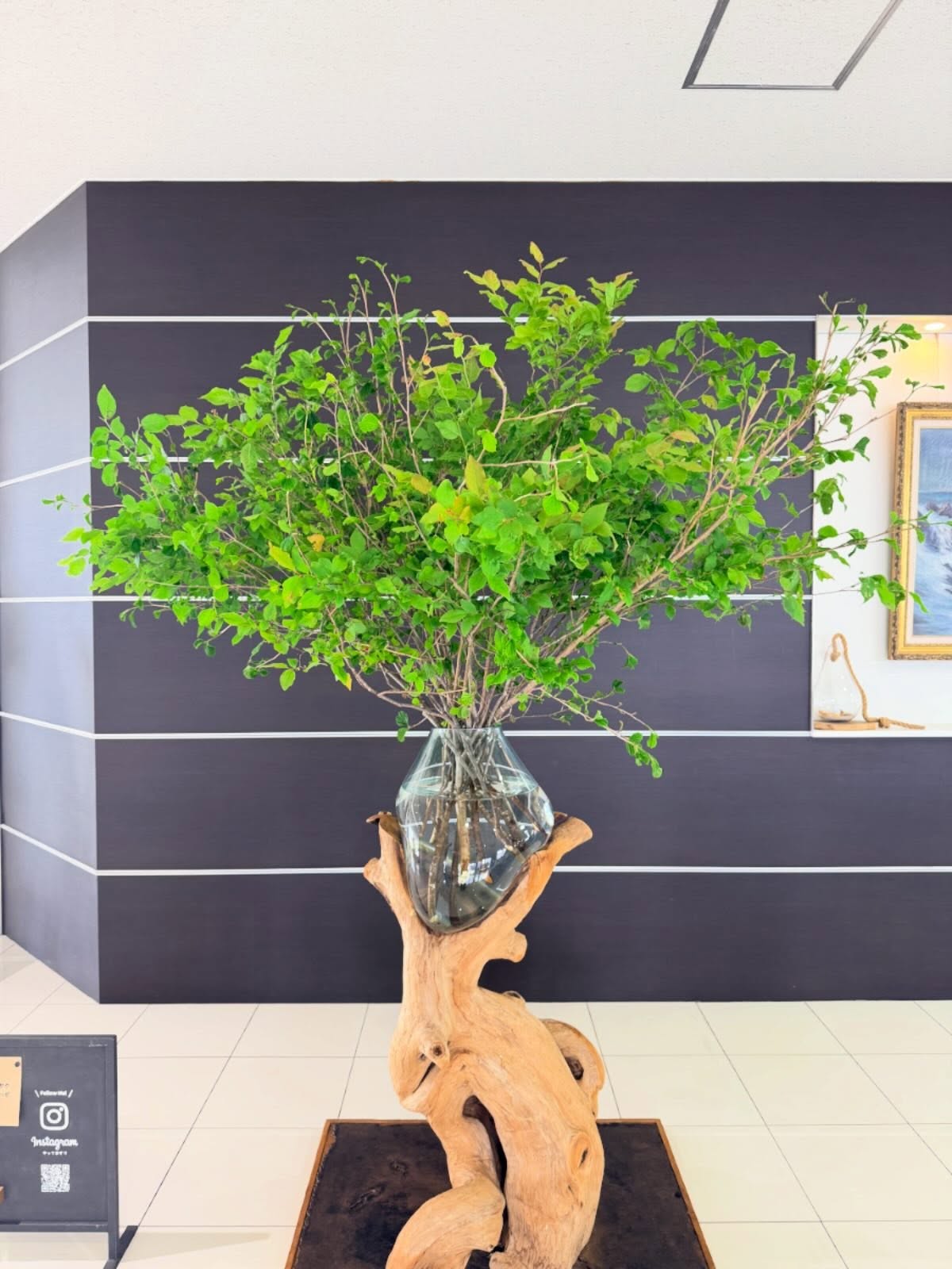 今週のWelcome Green🌿⭐︎マンサク⭐︎オニハゼ@toyota_soty #anddeco#haveagoodday#株式会社緑尊#富山市#観葉植物屋内植物造園工事