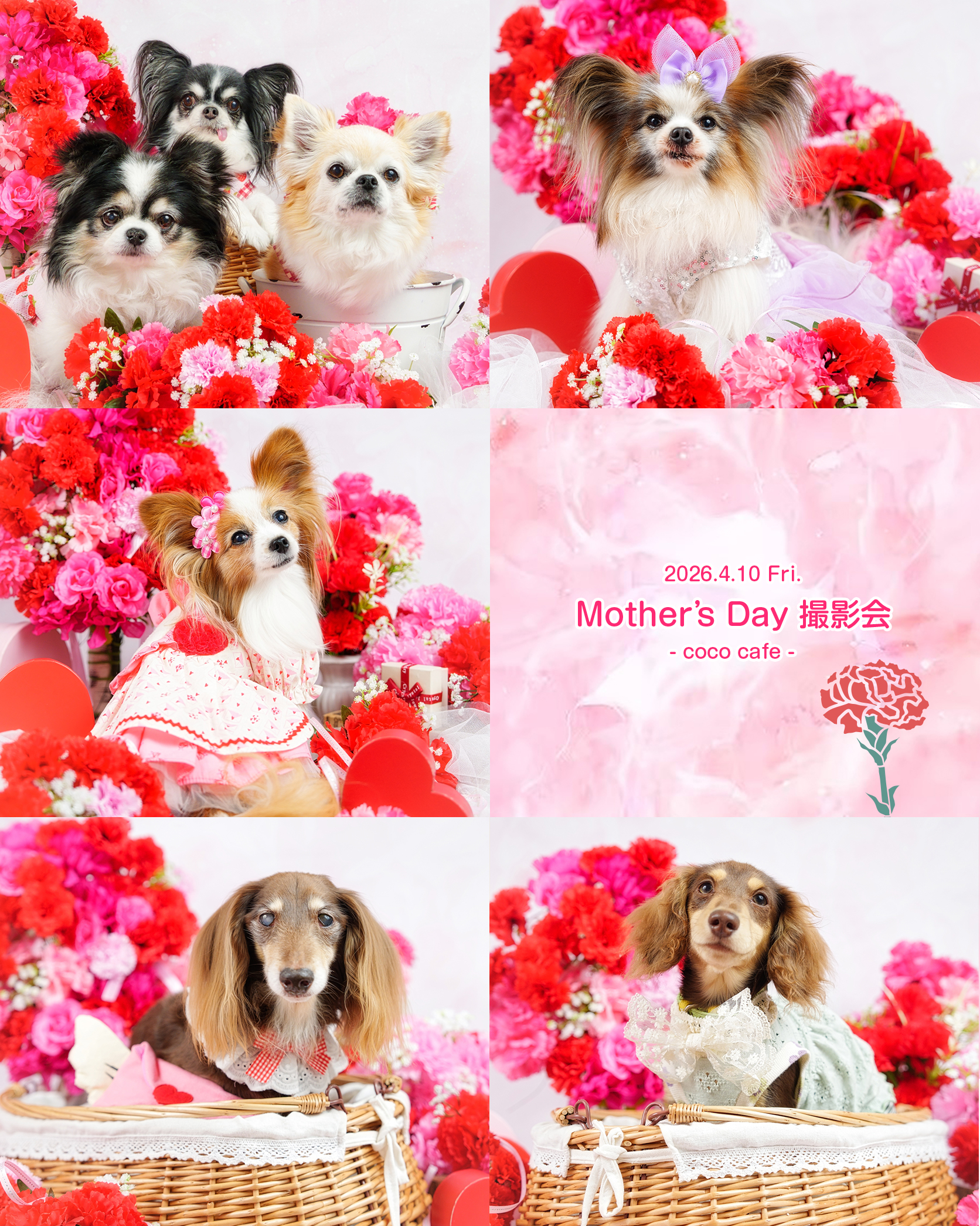 📷✨
2026.4.10 Fri.
Mother's Day 撮影会
- coco cafe -
@cococafe_pochipochi
いつもいっしょにいてくれて、
たくさん名前を呼んでくれて
ありがとう💕
わんちゃんたちから「ありがとう」を伝える母の日撮影会💐
でも──
「ありがとう」を伝えたいのは、きっとママたちの方😊✨
・
・
#ペット撮影
#SnapShotofPhotography
#とぱ