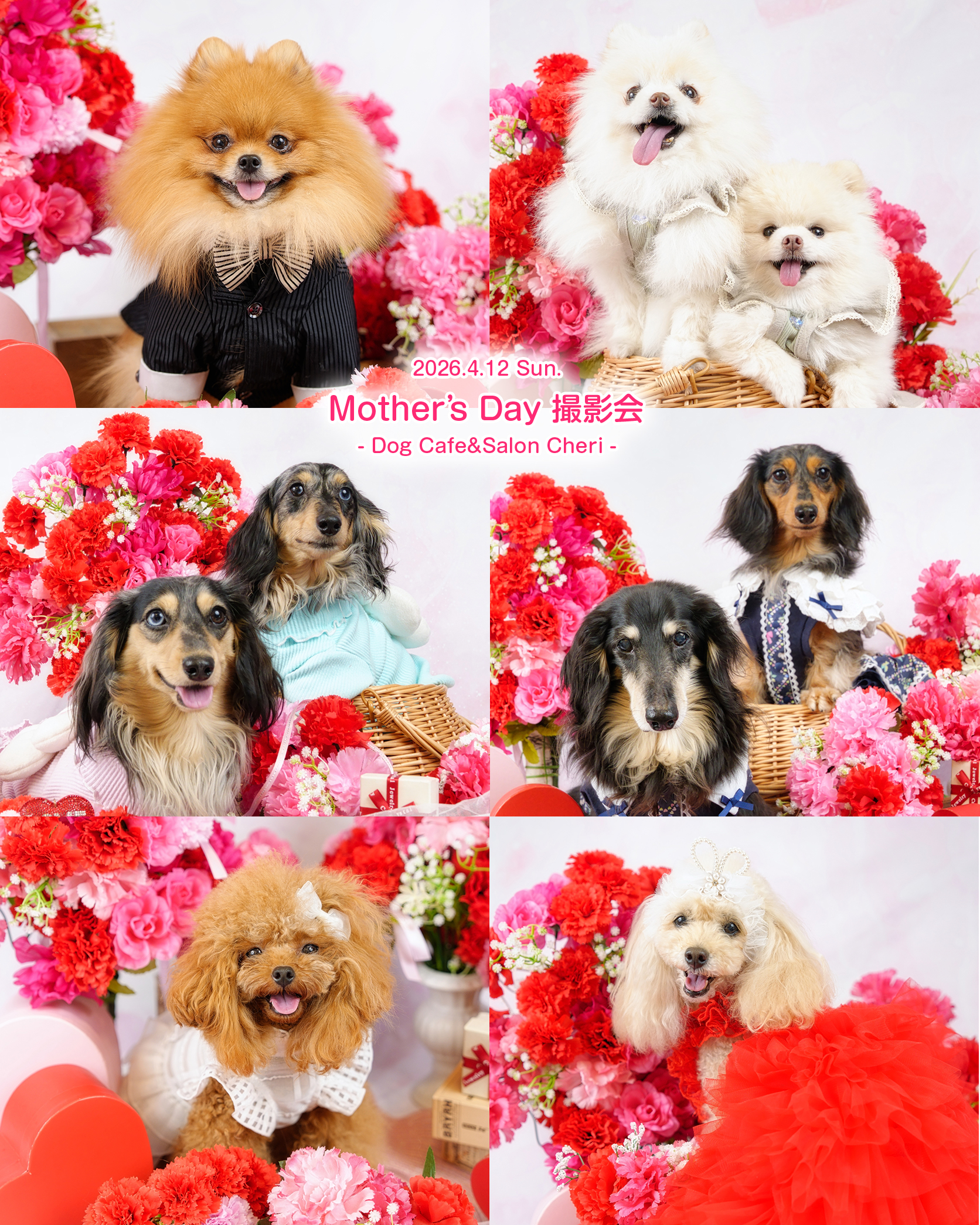 📷✨
2026.4.12 Sun.
Mother's Day 撮影会
- Dog Cafe&Salon Cheri -
@dogcafe.salon_cheri
いつもいっしょにいてくれて、
たくさん名前を呼んでくれて
ありがとう💕
わんちゃんから「ありがとう」を伝える母の日撮影会💐
でも──
「ありがとう」を伝えたいのは、きっとママの方😊✨
・
・
#ペット撮影
#SnapShotofPhotography
#とぱ