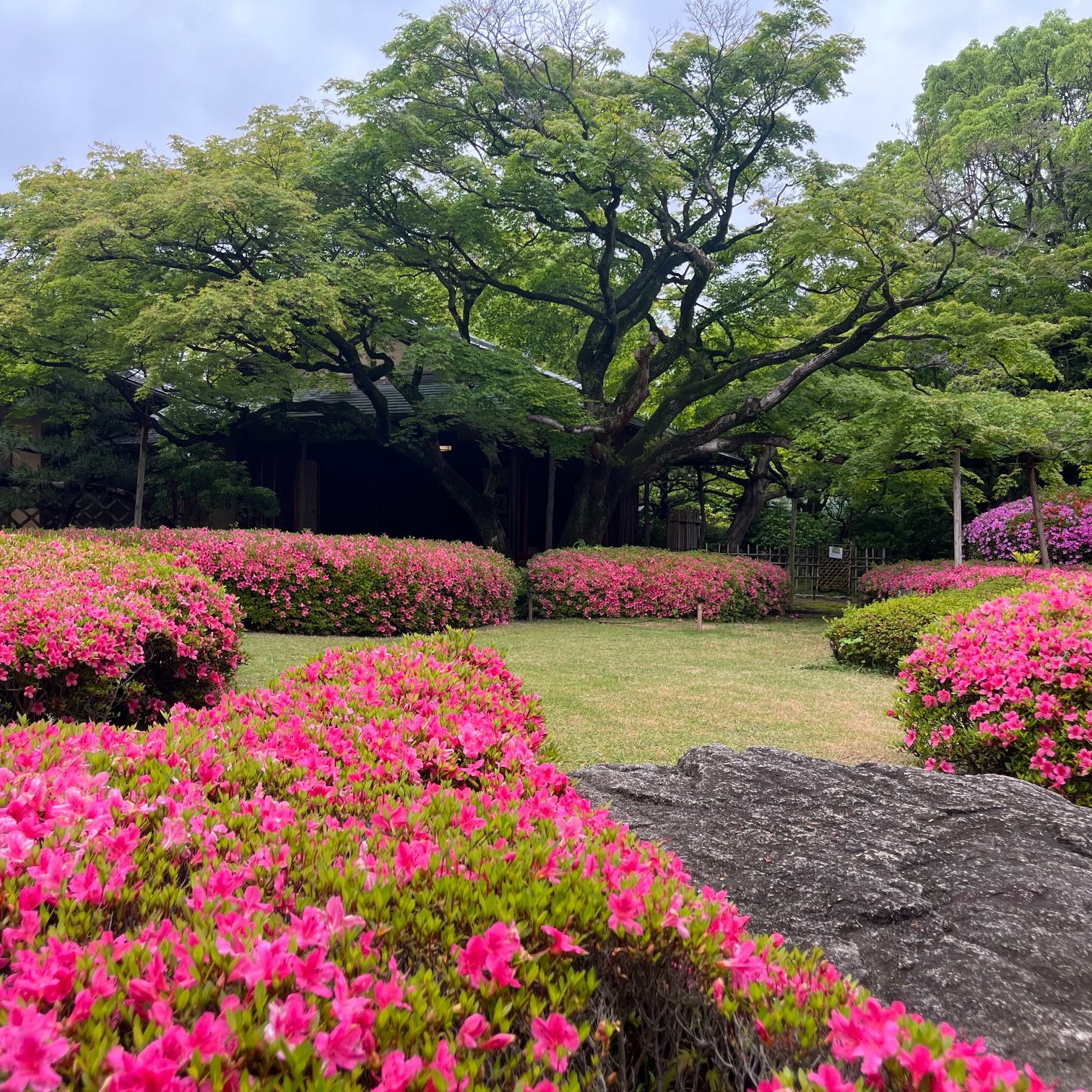 【福岡松風園よりお知らせです】
~2026年6月21日(日)~
❇️時間:14:00~15:30(13:00開場)❇️会場:松風園(福岡市中央区平尾3丁目28番)にて松風園人気イベント『松風園落語』開催いたします。
唐人町を拠点に30年以上活躍している内浜落語会メンバー粗忽家とまと・長楽亭楽丸・粗忽家勘八3名の方々が披露いたします。
楽しみですね!
落語をきいたことのない方も、お気軽にご参加頂ける落語です。
たくさん笑って、存分にお楽しみください。
❇️参加費:1500円(入園料込み)
なんとお抹茶サービス付き!
❇️定員:35名様
❇️お申込は6月1日より092-524-8264松風園にてお電話お待ちしております。
✨また、ただいま、福岡松風園では今しか味わえない🌺サツキ🌺のお花が満開となっております。
喫茶では、抹茶セット・ぜんざいセットなどございます。
季節の美しさを感じゆったりとした時間をお過ごしいただける公園です。
ぜひ、お気軽にお立ち寄りくださいね。
(入園料100円駐車場300円)
#日本庭園#松風園 #おすすめ #福岡観光 #fukuoka #茶室#抹茶 #落語 #寄席 #笑い #落語好き #散歩 #福岡市#日本を感じる#japanesegarden #Matcha#Shofuen#福岡イベント情報 #癒し