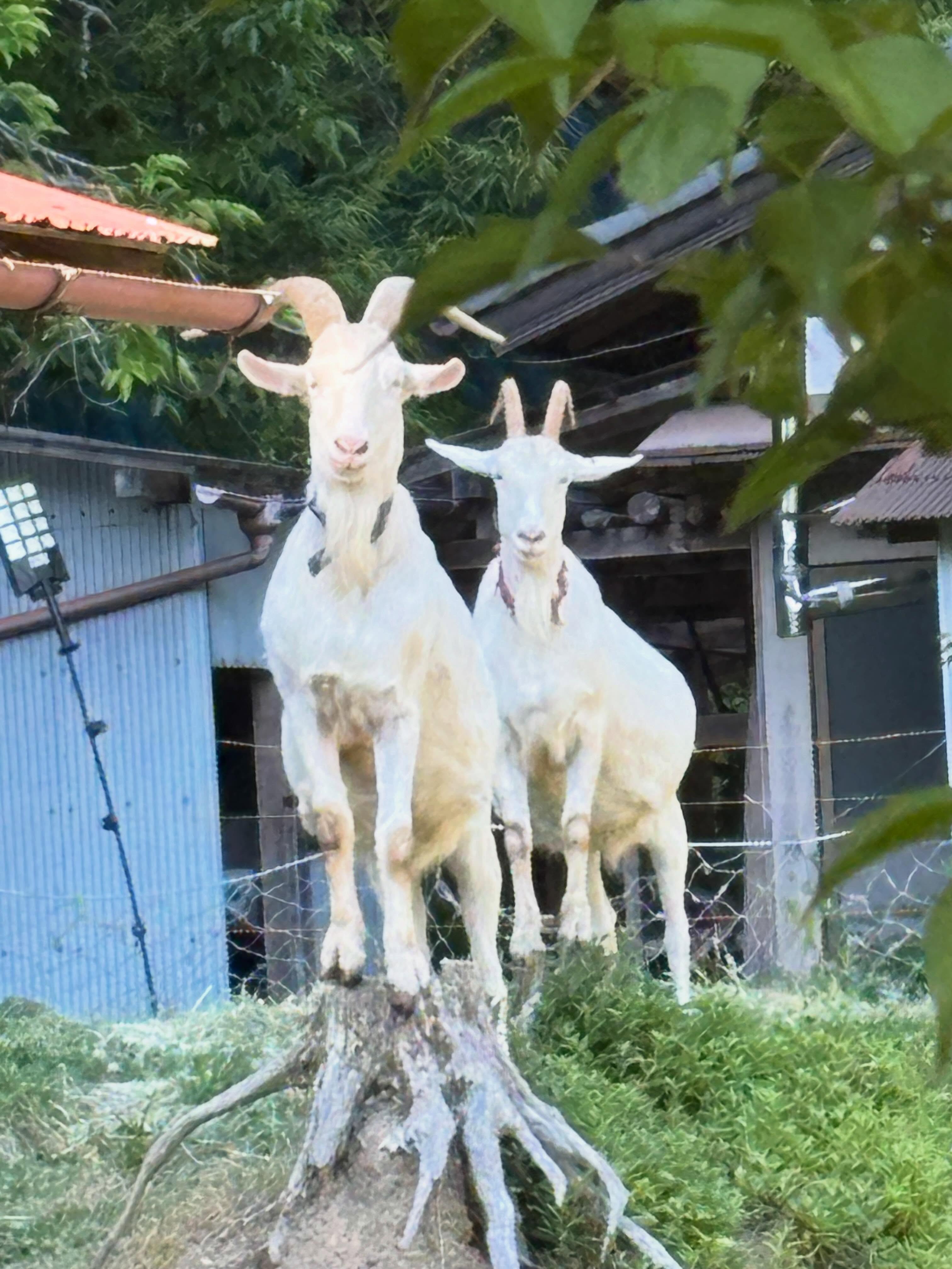 おはようございます。
今日も朝からヤギたちが見守ってくれてます。
(オクラの苗を狙ってますw)
なんかちょっと偉そうやけど、
ええ顔してます。
コロン’sファーム、本日もぼちぼち始動です。
#コロンズファーム
#CollonsFarm
#南丹市
#農家の日常
#ヤギのいる暮らし