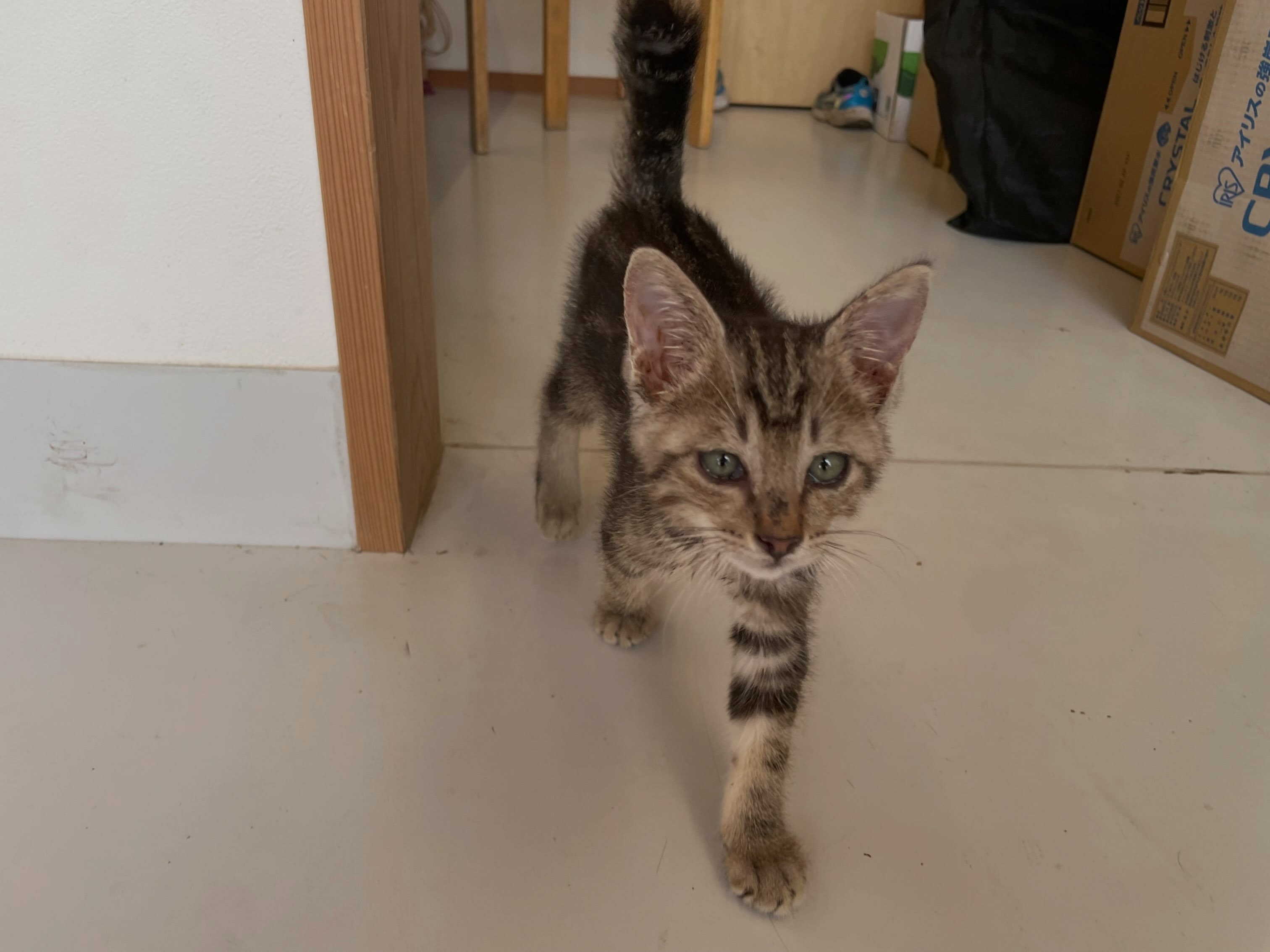 😻ありがとうございました!里親さん、決まりました🥰
🐾 里親さん募集中 🐾
生後1ヶ月半くらいの男の子です🐱
人が大好きで、とっても人なつこくて甘えん坊💕
抱っこされるのも大好きな、可愛い男の子です。
現在、猫風邪の治療中ですが、保護当時よりもかなり症状は改善してきており元気いっぱいに過ごしています。
🩵 男の子
🩵 生後約1ヶ月半
🩵 FIV(猫エイズ)FeLV(猫白血病)陰性
🩵駆虫すみ
この子を家族の一員として、最後まで大切に育ててくださる方を探しています。
「気になる」「会ってみたい」という方は、お気軽にお問い合わせください🐾